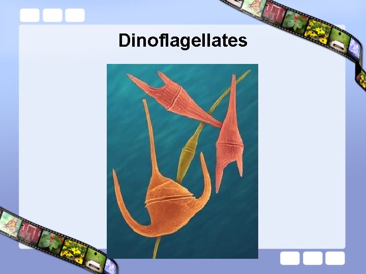 Dinoflagellates 