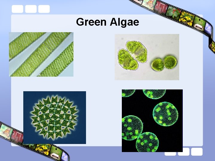 Green Algae 