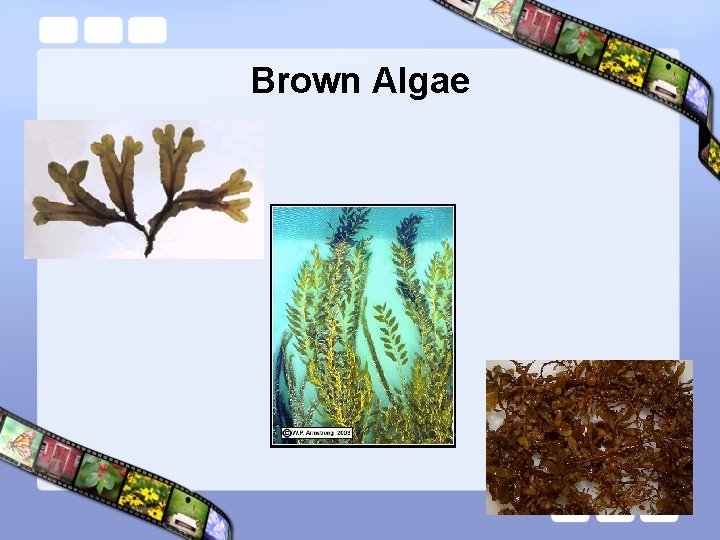 Brown Algae 