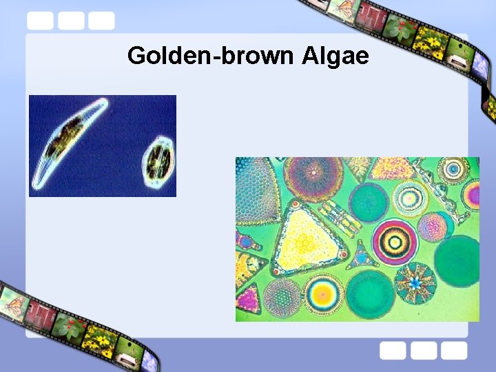 Golden-brown Algae 