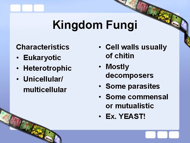 Kingdom Fungi Characteristics • Eukaryotic • Heterotrophic • Unicellular/ multicellular • Cell walls usually