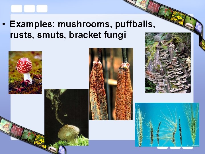  • Examples: mushrooms, puffballs, rusts, smuts, bracket fungi 