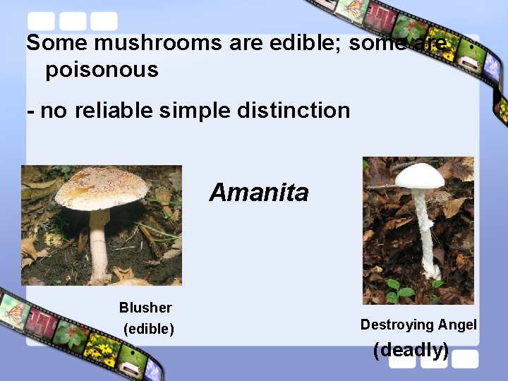 Some mushrooms are edible; some are poisonous - no reliable simple distinction Amanita Blusher