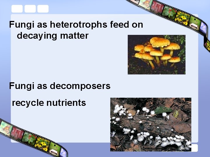 Fungi as heterotrophs feed on decaying matter Fungi as decomposers recycle nutrients 