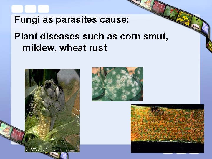 Fungi as parasites cause: Plant diseases such as corn smut, mildew, wheat rust 