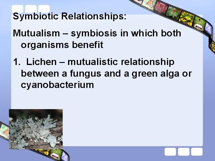 Symbiotic Relationships: Mutualism – symbiosis in which both organisms benefit 1. Lichen – mutualistic