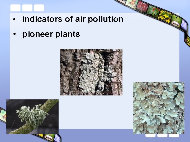  • indicators of air pollution • pioneer plants 