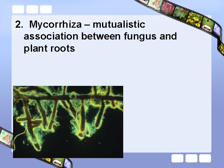 2. Mycorrhiza – mutualistic association between fungus and plant roots 