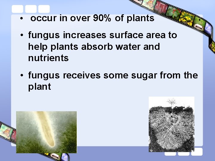  • occur in over 90% of plants • fungus increases surface area to