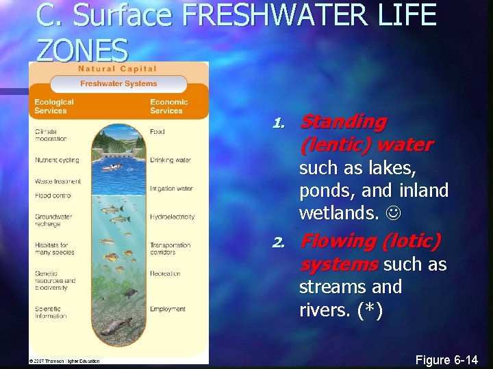 C. Surface FRESHWATER LIFE ZONES 1. Standing (lentic) water such as lakes, ponds, and