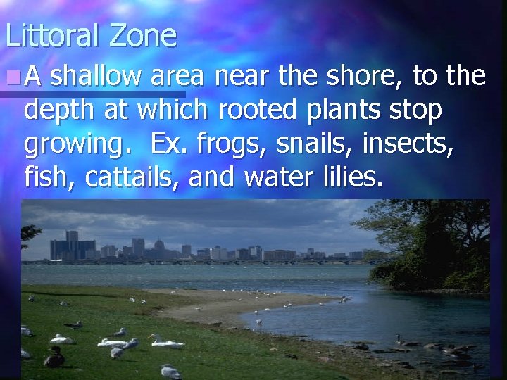 Littoral Zone n. A shallow area near the shore, to the depth at which