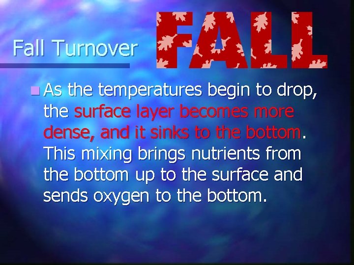 Fall Turnover n As the temperatures begin to drop, the surface layer becomes more