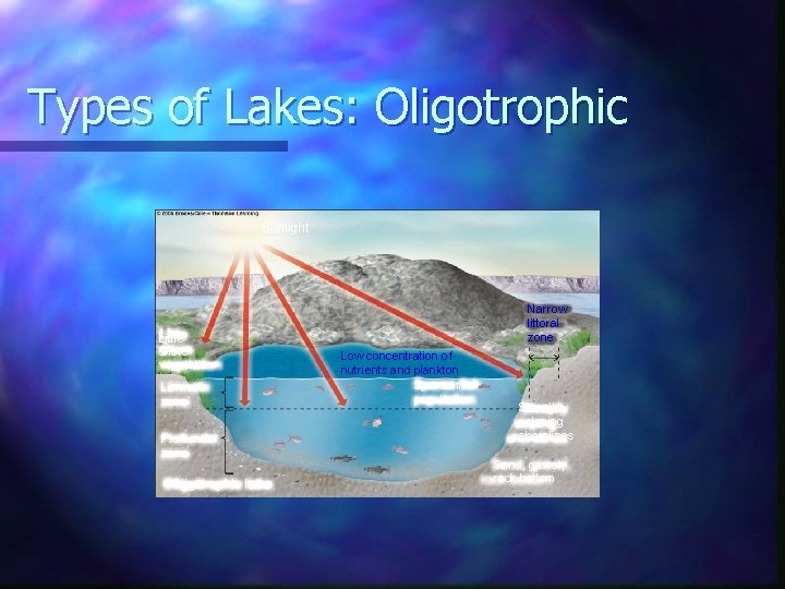 Types of Lakes: Oligotrophic Sunlight Little shore vegetation Limnetic zone Profundal zone Oligotrophic lake