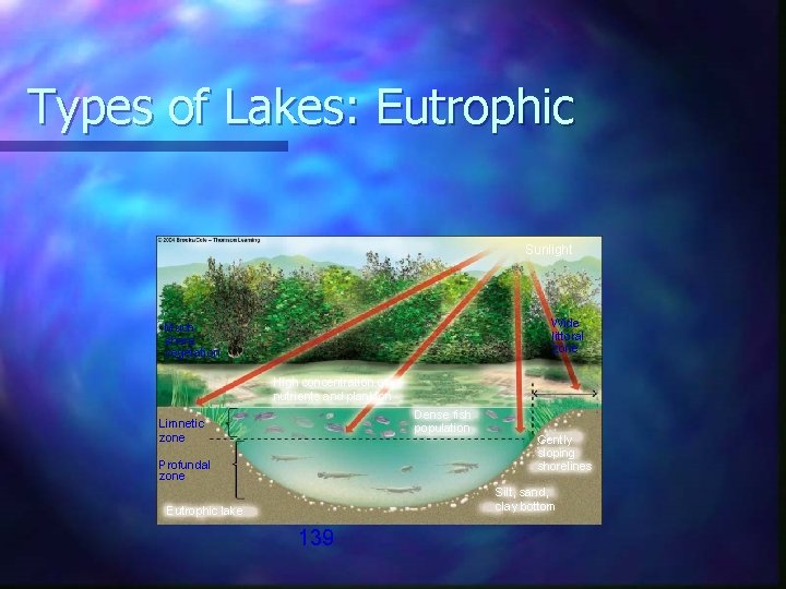 Types of Lakes: Eutrophic Sunlight Wide littoral zone Much shore vegetation High concentration of