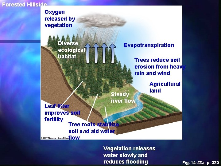 Forested Hillside Oxygen released by vegetation Diverse ecological habitat Evapotranspiration Trees reduce soil erosion