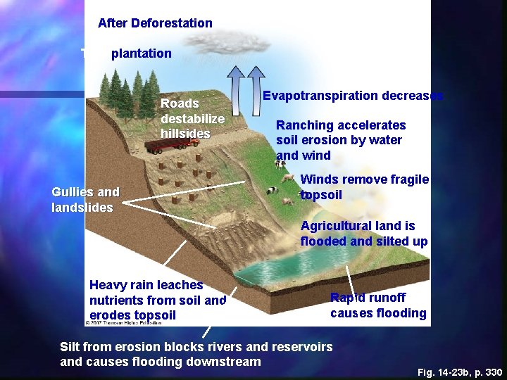 After Deforestation Tree plantation Roads destabilize hillsides Gullies and landslides Evapotranspiration decreases Ranching accelerates