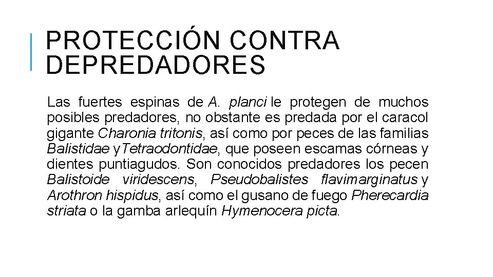 PROTECCIÓN CONTRA DEPREDADORES Las fuertes espinas de A. planci le protegen de muchos posibles