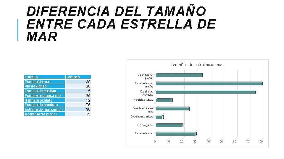 DIFERENCIA DEL TAMAÑO ENTRE CADA ESTRELLA DE MAR Tamaños de estrellas de mar Estrella