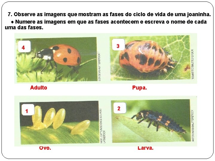 7. Observe as imagens que mostram as fases do ciclo de vida de uma