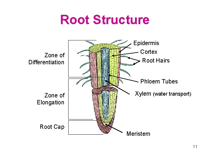 Root Structure Zone of Differentiation Epidermis Cortex Root Hairs Phloem Tubes Zone of Elongation