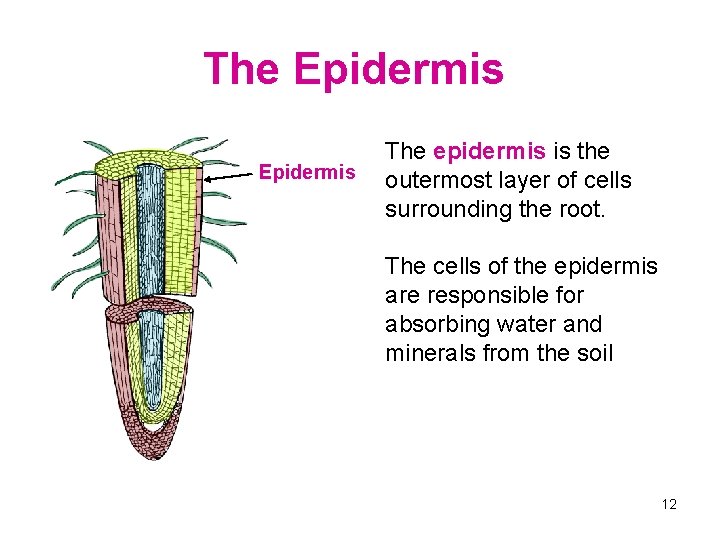 The Epidermis The epidermis is the outermost layer of cells surrounding the root. The