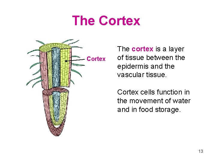 The Cortex The cortex is a layer of tissue between the epidermis and the