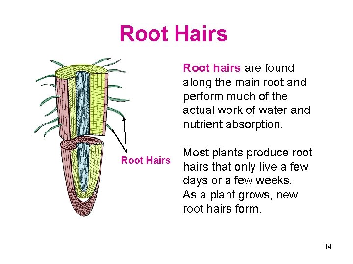 Root Hairs Root hairs are found along the main root and perform much of