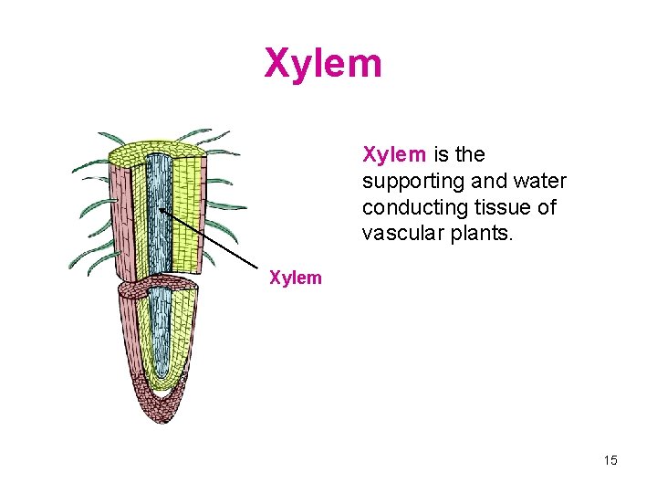 Xylem is the supporting and water conducting tissue of vascular plants. Xylem 15 