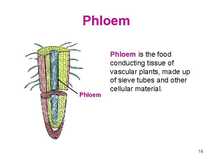 Phloem is the food conducting tissue of vascular plants, made up of sieve tubes