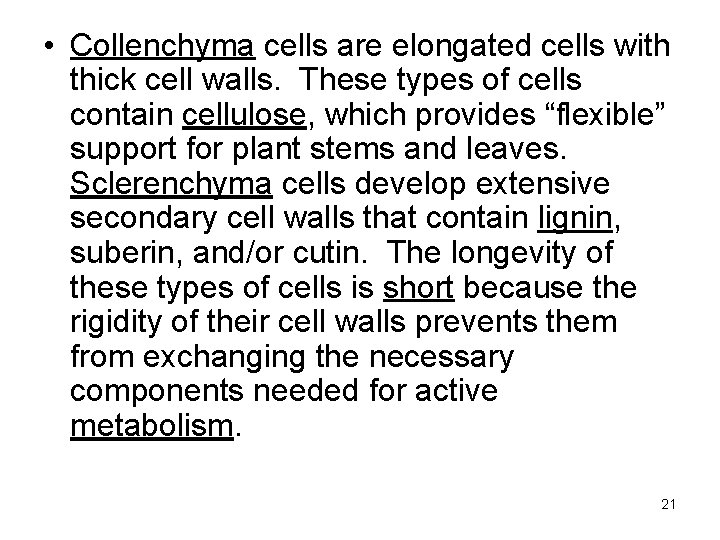  • Collenchyma cells are elongated cells with thick cell walls. These types of