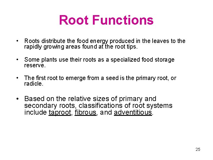 Root Functions • Roots distribute the food energy produced in the leaves to the