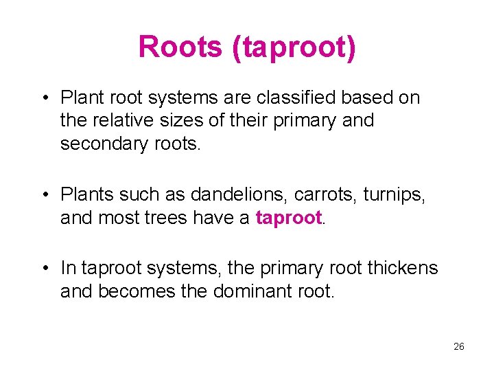 Roots (taproot) • Plant root systems are classified based on the relative sizes of