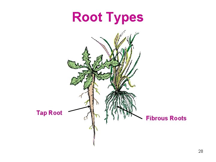 Root Types Tap Root Fibrous Roots 28 