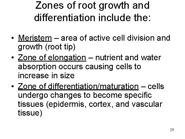 Zones of root growth and differentiation include the: • Meristem – area of active