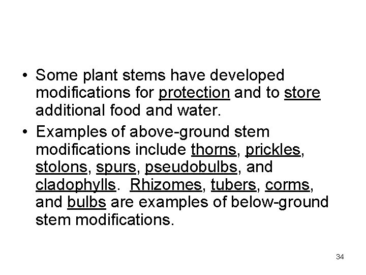 • Some plant stems have developed modifications for protection and to store additional • Some plant stems have developed modifications for protection and to store additional