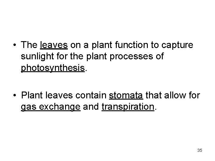  • The leaves on a plant function to capture sunlight for the plant