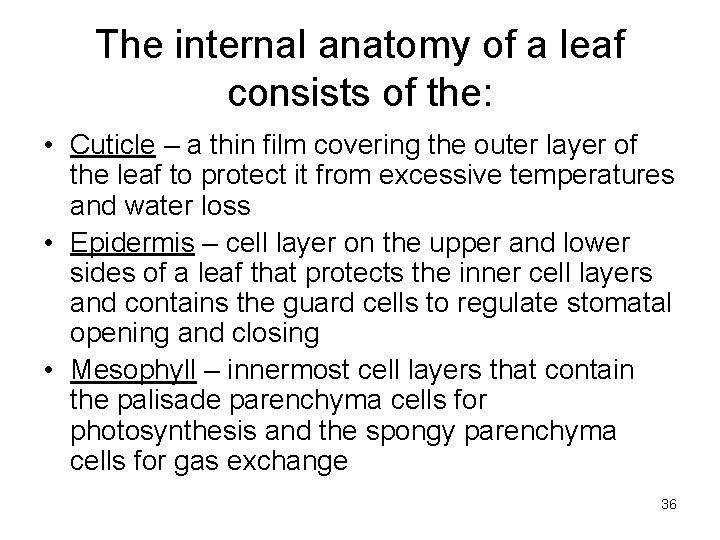 The internal anatomy of a leaf consists of the: • Cuticle – a thin