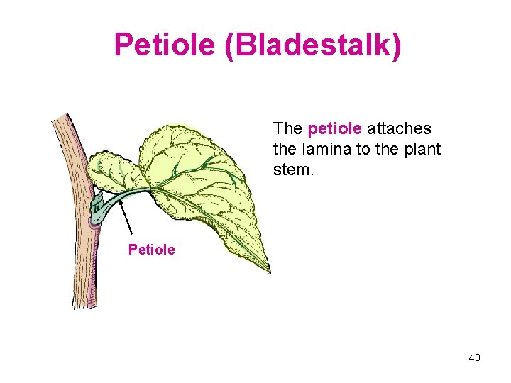 Petiole (Bladestalk) The petiole attaches the lamina to the plant stem. Petiole 40 