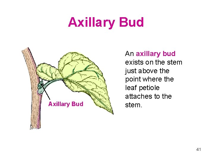 Axillary Bud An axillary bud exists on the stem just above the point where