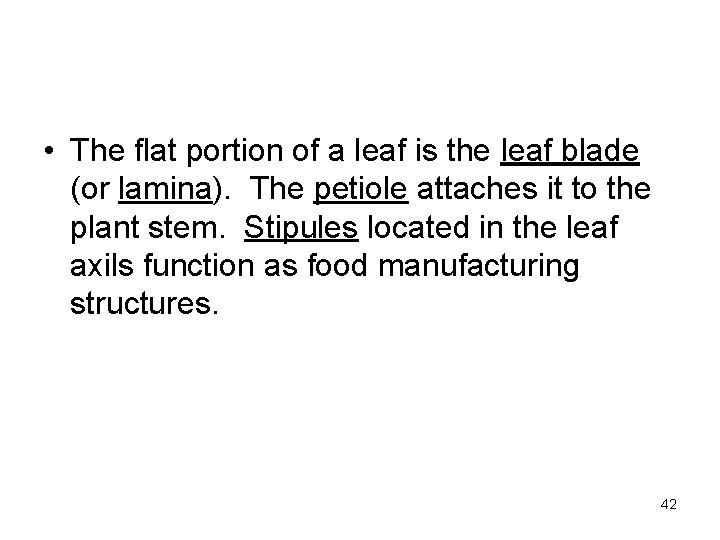  • The flat portion of a leaf is the leaf blade (or lamina).