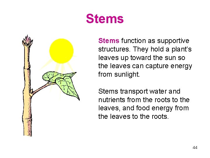 Stems function as supportive structures. They hold a plant’s leaves up toward the sun