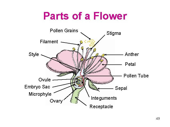 Parts of a Flower Pollen Grains Stigma Filament Style Anther Petal Pollen Tube Ovule