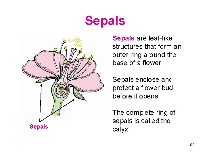 Sepals are leaf-like structures that form an outer ring around the base of a