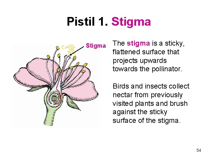 Pistil 1. Stigma The stigma is a sticky, flattened surface that projects upwards towards