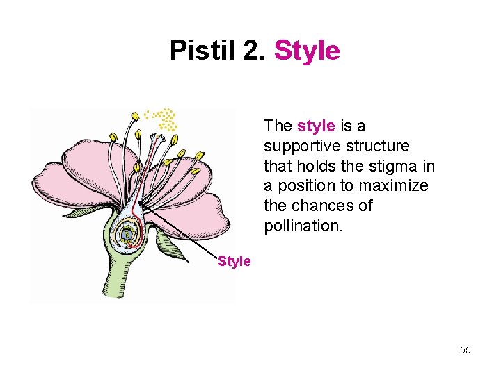 Pistil 2. Style The style is a supportive structure that holds the stigma in