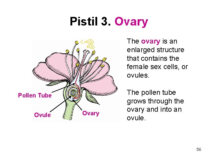 Pistil 3. Ovary Pollen Tube Ovule Ovary The ovary is an enlarged structure that