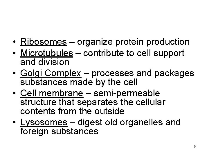  • Ribosomes – organize protein production • Microtubules – contribute to cell support