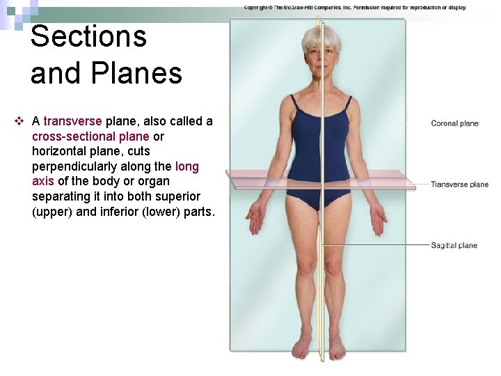 Sections and Planes v A transverse plane, also called a cross-sectional plane or horizontal