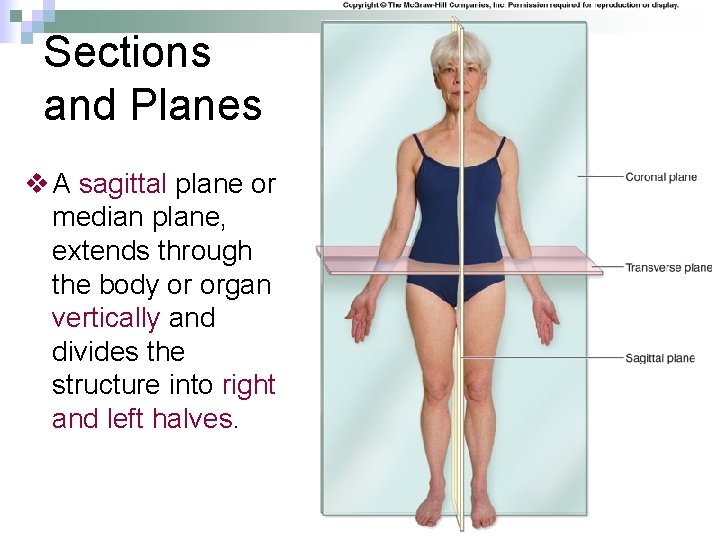 Sections and Planes v A sagittal plane or median plane, extends through the body