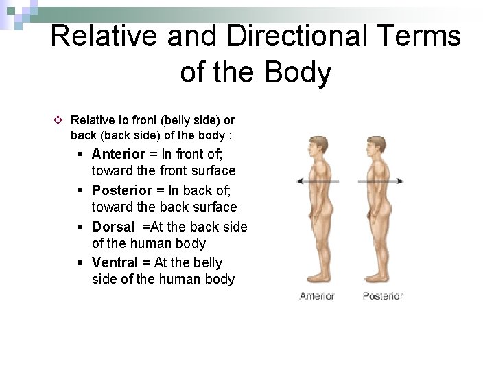 Relative and Directional Terms of the Body v Relative to front (belly side) or
